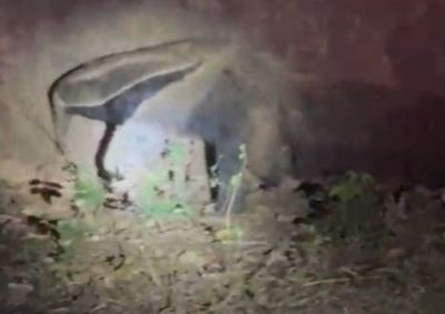 Ap&oacute;s o resgate, o animal foi solto em uma &aacute;rea de mata.