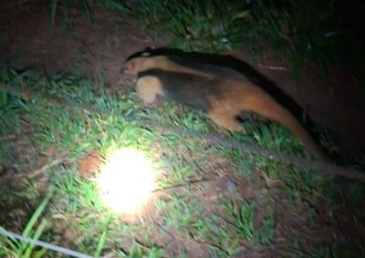 O animal foi encontrado na noite deste domingo (9).
