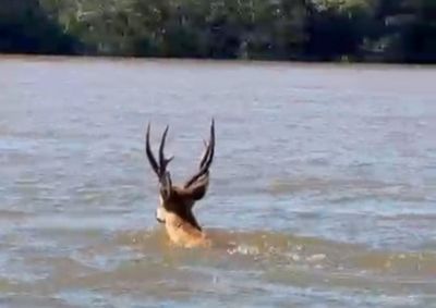 &ldquo;&Eacute; um privil&eacute;gio trabalhar no rio e ver cenas como essa&rdquo;, disse o guia de pesca que registrou o momento.
