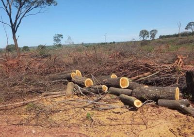 Autua&ccedil;&atilde;o da Pol&iacute;cia Ambiental ocorreu nesta quinta-feira (22).