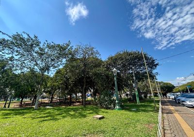 Proposta apresentada na C&acirc;mara Municipal estabelece esp&eacute;cies permitidas, espa&ccedil;amentos e crit&eacute;rios para plantio e conserva&ccedil;&atilde;o de &aacute;rvores.