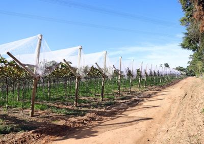 O Programa Municipal de Incentivo a Fruticultura (Promif),  empr&eacute;stimo sem custo de ve&iacute;culos para trabalho agr&iacute;cola, s&atilde;o alguns dos exemplos