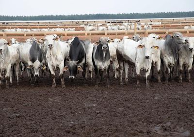 Estado respondeu por quase 30% das exporta&ccedil;&otilde;es brasileiras de carne bovina para o mercado chin&ecirc;s entre janeiro e abril deste ano
