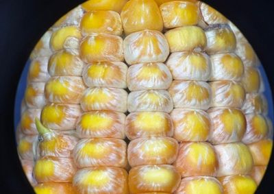 Amostras positivas para Waitea zeae foram identificadas em regi&otilde;es produtoras de Mato Grosso, incluindo Lucas do Rio Verde e Ipiranga do Norte
