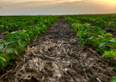 Ensaio conduzido pela equipe de nutri&ccedil;&atilde;o de plantas avaliou dezenas de produtos nutricionais e fisiol&oacute;gicos aplicados na cultura da soja.