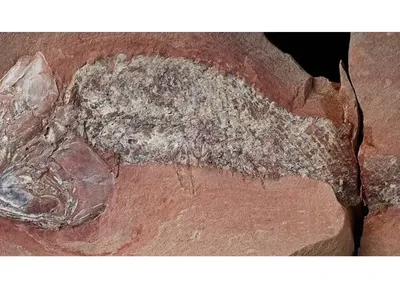 O f&oacute;ssil revela detalhes de um ecossistema existente pouco antes da extin&ccedil;&atilde;o Permo-Tri&aacute;ssica, h&aacute; aproximadamente 252 milh&otilde;es de anos