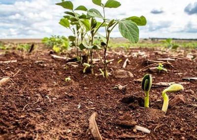 Agricultores buscam "acelerar ao m&aacute;ximo" o in&iacute;cio dos trabalhos para minimizar impactos clim&aacute;ticos
