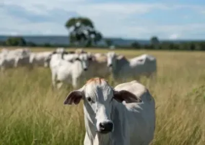 Sistema Famato destaca trabalho cont&iacute;nuo dos pecuaristas para preservar a sanidade do rebanho