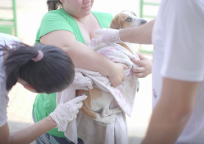 Devem ser vacinados todos os c&atilde;es e gatos, com idades a partir de tr&ecirc;s meses e boas condi&ccedil;&otilde;es de sa&uacute;de
