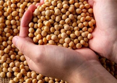 Segundo o Cepea, produtores resistem a negociar grandes volumes da safra 2025/26 e tamb&eacute;m contratos a termo da temporada 2026/27