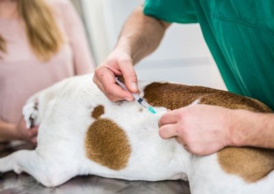 A Campanha de Vacina&ccedil;&atilde;o Antirr&aacute;bica 2025 j&aacute; tem data marcada. Em setembro e outubro, leve seu c&atilde;o ou gato ao posto mais pr&oacute;ximo.