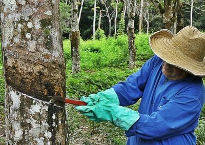 Capacita&ccedil;&atilde;o no Sindicato Rural vai de 25 a 27 de mar&ccedil;o e ensina t&eacute;cnicas de extra&ccedil;&atilde;o de l&aacute;tex para aumentar renda e produtividade no campo