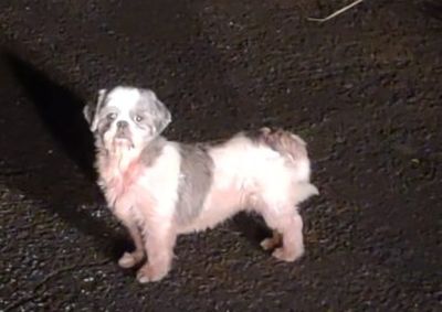 Shih-tzu de pelagem branca com manchas cinza sumiu na manh&atilde; deste domingo (5), em Mirassol; qualquer informa&ccedil;&atilde;o pode ajudar tutora