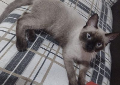 Animal sumiu na noite de domingo (19) e ainda n&atilde;o foi localizado; fam&iacute;lia pede ajuda de moradores do bairro e regi&atilde;o