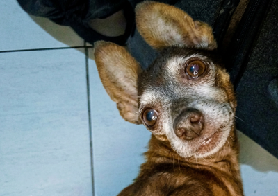 Pinscher de aproximadamente 8 anos sumiu na tarde de s&aacute;bado; dona e crian&ccedil;a da casa est&atilde;o muito abaladas e pedem ajuda dos moradores de Mirassol