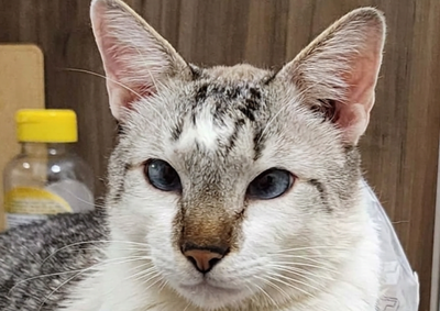 Animal, de cerca de 10 anos, sumiu na madrugada de s&aacute;bado; tio ajuda a sobrinha Beatriz nas buscas e pede apoio da popula&ccedil;&atilde;o