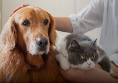 Evento ser&aacute; em 26 de junho, das 14h30 &agrave;s 18h, com renda destinada ao cuidado, alimenta&ccedil;&atilde;o e bem-estar de animais resgatados