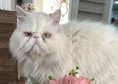 Juliana Moreira est&aacute; desesperada &agrave; procura do felino, que sumiu em Mirassol e tem alimenta&ccedil;&atilde;o espec&iacute;fica; qualquer informa&ccedil;&atilde;o pode ajudar a encontr&aacute;-lo