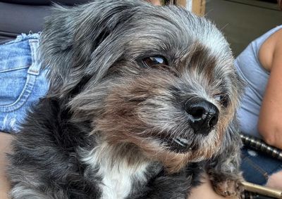 Luna, pequena e muito d&oacute;cil, foi vista pela &uacute;ltima vez na avenida do Regissol, em Mirassol; tutor pede ajuda dos moradores da regi&atilde;o