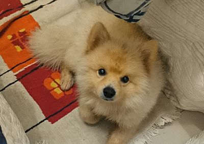 Oliver, spitz alem&atilde;o de 1 ano, sumiu na tarde deste s&aacute;bado (25) no Regissol; fam&iacute;lia pede ajuda dos moradores e refor&ccedil;a n&uacute;mero para contato