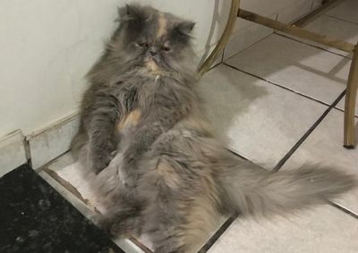 Laninha, de 6 anos, sumiu no dia 23/07; fam&iacute;lia pede ajuda de moradores de Mirassol e regi&atilde;o para encontrar o animal