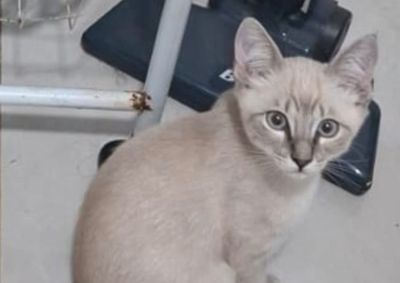 Filhote branco, sem ra&ccedil;a definida, de aproximadamente 5 meses, sumiu na Rua Odair Marquesolo em 17/07; tutora acredita que ele possa ter sido levado 