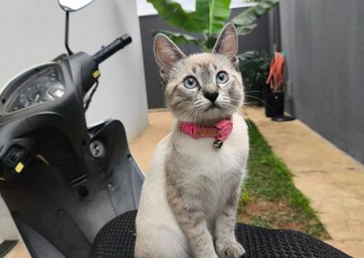 Filhote de 4 meses, d&oacute;cil e de coleira rosa, sumiu na noite de ontem em Mirassol; fam&iacute;lia pede ajuda para localizar o animal