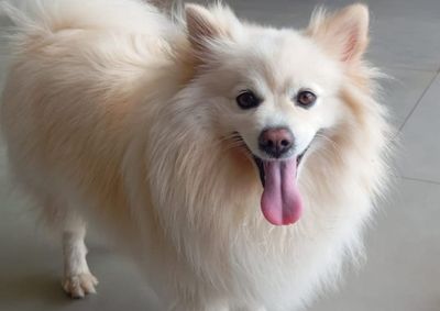 Cachorrinho de cinco anos, que tem problemas de sa&uacute;de, foi acolhido pela amiga Gabi e devolvido &agrave; tutora Patr&iacute;cia Cumba em Mirassol