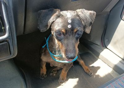 Animal sumiu no domingo no bairro S&atilde;o Francisco; cadela &eacute; idosa, tem defici&ecirc;ncia em um olho e tutora pede ajuda dos moradores