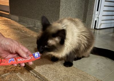 Animal que sumiu no Golden Park no domingo foi resgatado perto de igreja Universal em Rio Preto; fam&iacute;lia atribui reencontro &agrave; for&ccedil;a dos compartilhamentos