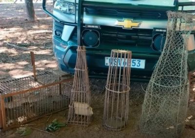 Pol&iacute;cia Ambiental apreendeu 4,7 kg de carne do animal e armadilhas de ca&ccedil;a em propriedade no distrito de Maca&uacute;bas, pr&oacute;ximo a Mirassol e Rio Preto