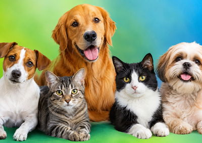 Inscri&ccedil;&otilde;es seguem pelo site da Prefeitura; programa prioriza fam&iacute;lias de baixa renda, animais de rua e comunit&aacute;rios e j&aacute; realizou 1.250 cirurgias na cidade