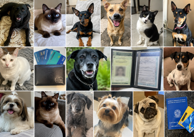 Desde 2021, site ajuda moradores a reencontrar documentos e animais em Mirassol por meio de jornalismo de servi&ccedil;o