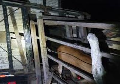 Propriet&aacute;rio encontrou cadeado cortado e percebeu o desaparecimento dos animais; caso &eacute; investigado pela Pol&iacute;cia Civil.

