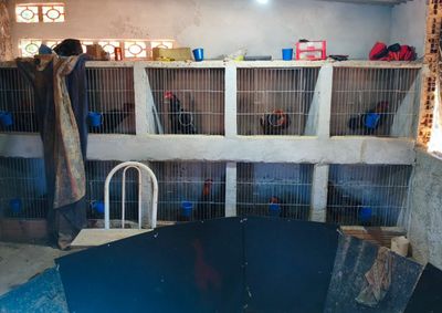 Mais de 30 aves foram encontradas na propriedade; tr&ecirc;s galos feridos foram encaminhados para atendimento veterin&aacute;rio