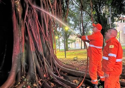 &Aacute;rvore hist&oacute;rica de Mogi Mirim foi incendiada durante a madrugada; bombeiros controlaram as chamas antes que o fogo causasse danos ainda maiores.


