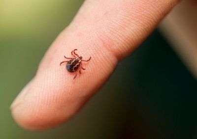 V&iacute;tima era moradora da zona rural e trabalhava com o plantio de grama em condom&iacute;nios da regi&atilde;o de Campinas&nbsp;

