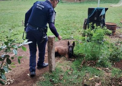 Tr&ecirc;s plantas foram encontradas durante treinamento com c&atilde;o do grupamento no Jardim Yp&ecirc; VI; material foi apreendido e levado &agrave; CPJ

