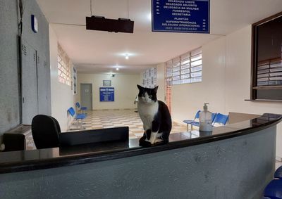 Magrelo vive no local h&aacute; dois anos. Ele sumiu no &uacute;ltimo final de semana, enquanto as equipes estavam de plant&atilde;o.