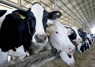 Produtor que n&atilde;o atualizar o rebanho estar&aacute; sujeito a penalidades, inclusive multas. O n&atilde;o cumprimento impede a emiss&atilde;o da Guia de Tr&acirc;nsito Animal (GTA).