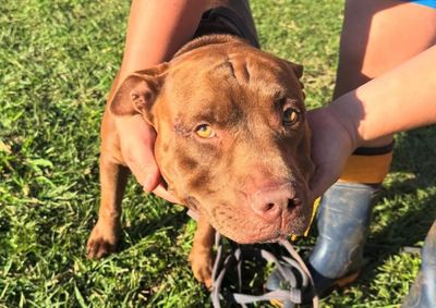 C&atilde;o macho, d&oacute;cil e sem fraturas aparentes, foi socorrido ap&oacute;s um atropelamento e levado ao abrigo; SPAP pede ajuda para encontrar o dono.