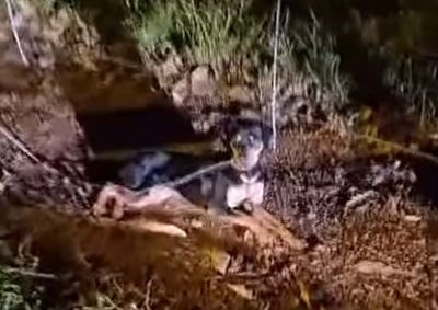 Segundo a Spap, o animal s&oacute; n&atilde;o passou a noite inteira preso do lado de fora porque uma volunt&aacute;ria chegou ao abrigo pouco depois e fez o resgate.