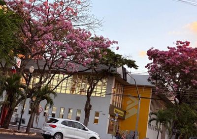 Muitas pessoas aproveitam o momento para registrar fotografias, fazer caminhadas ou simplesmente admirar a beleza que colore as ruas da cidade. 