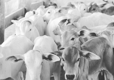 Animais de nove meses desapareceram de fazenda &agrave;s margens da PR-473; caso &eacute; investigado.