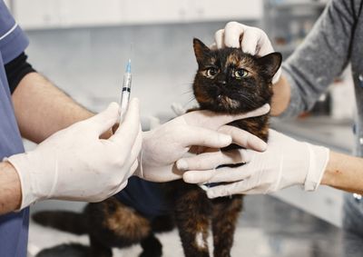  A a&ccedil;&atilde;o ser&aacute; realizada no Centro de Eventos e tem como objetivo refor&ccedil;ar a prote&ccedil;&atilde;o dos animais contra a raiva. 