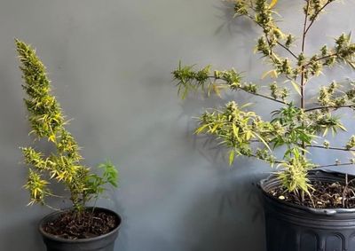 Durante as buscas no interior da casa, os policiais localizaram duas por&ccedil;&otilde;es maiores de maconha ainda n&atilde;o fracionadas, al&eacute;m de diversas por&ccedil;&otilde;es menores; 