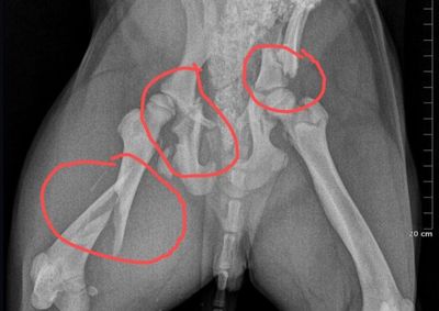 Muitos dos animais atendidos precisam de cirurgias ortop&eacute;dicas; entidade pede apoio da comunidade para continuar os resgates.