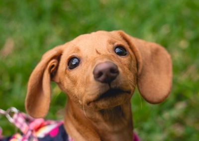 Antes dos procedimentos, todos os animais passar&atilde;o por uma triagem para avalia&ccedil;&atilde;o das condi&ccedil;&otilde;es de sa&uacute;de e aptid&atilde;o para a cirurgia. 