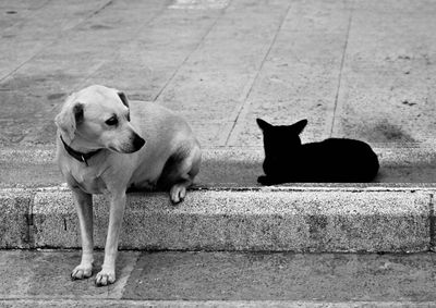 Segundo a associa&ccedil;&atilde;o, a arrecada&ccedil;&atilde;o &eacute; considerada urgente, j&aacute; que os animais resgatados dependem exclusivamente das doa&ccedil;&otilde;es para receber alimenta&ccedil;&atilde;o di&aacute;ria