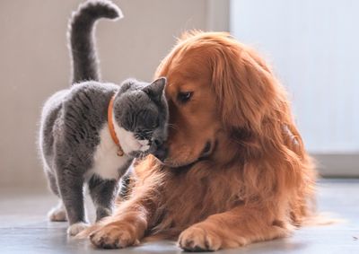 Evento acontece no dia 18 de julho, no Sal&atilde;o do Grupo GOES, com roupas, cal&ccedil;ados e acess&oacute;rios; renda ser&aacute; destinada aos cuidados de c&atilde;es e gatos.